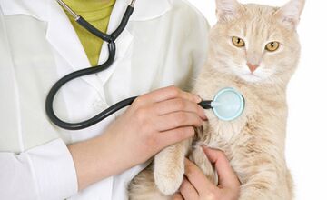 Vergleich für Katzenkrankenversicherungen & OP-Versicherungen beim Experten