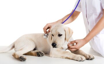 Vergleich von Hundekrankenversicherungen & Hunde-Op-Versicherung beim Experten